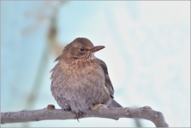 <p>KOS ČERNÝ (Turdus merula) /Common blackbird - Amsel/</p>